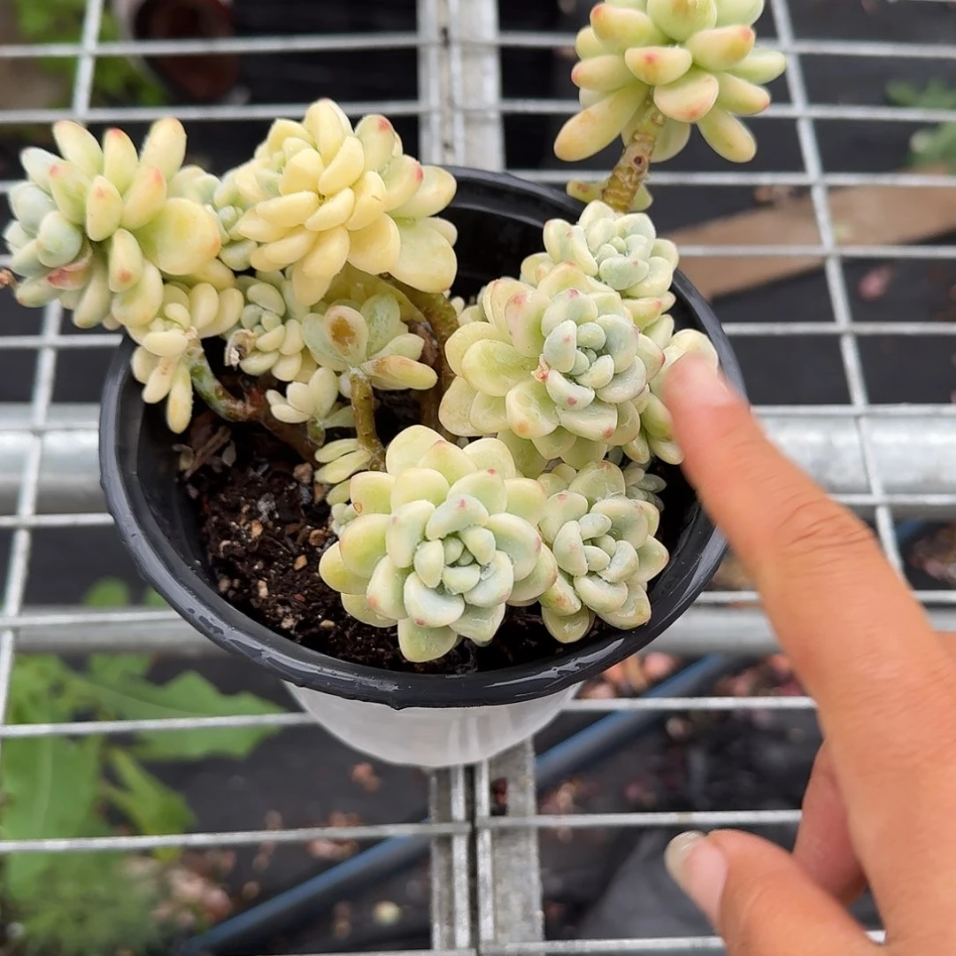 劳尔锦多肉植物精品
