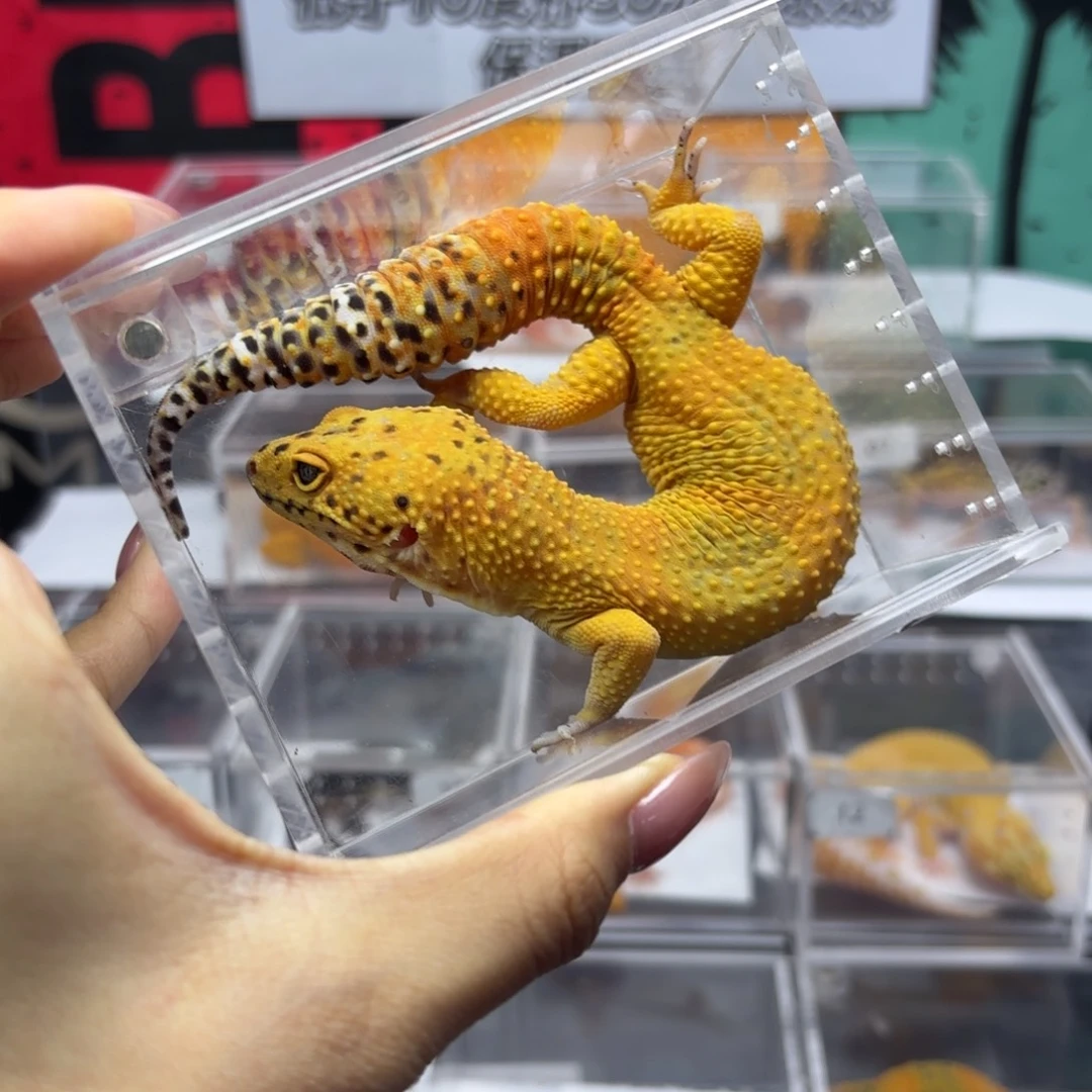 豹纹守宫翡翠弟弟 J011