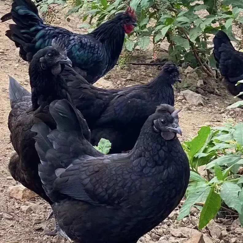 五黑整鸡 2斤左右每只 快递包邮4只
