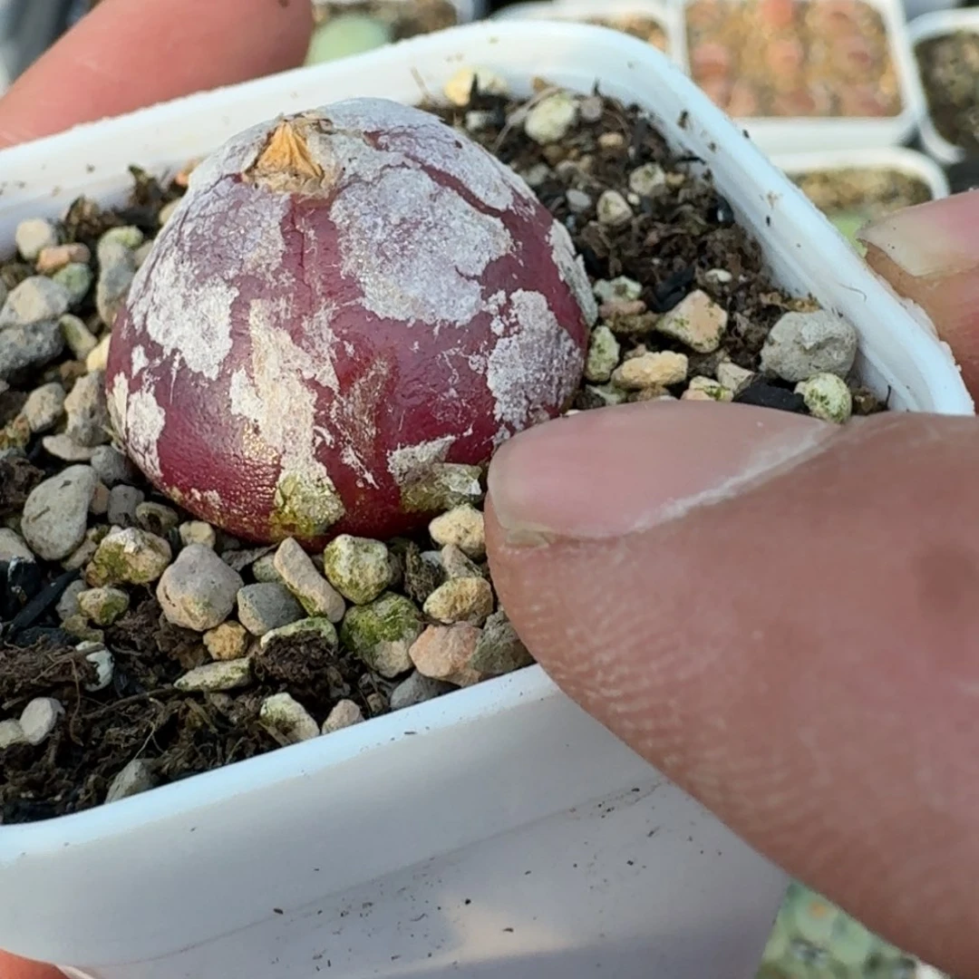 泽**狂2603。 灯泡一颗。有一点点瑕疵