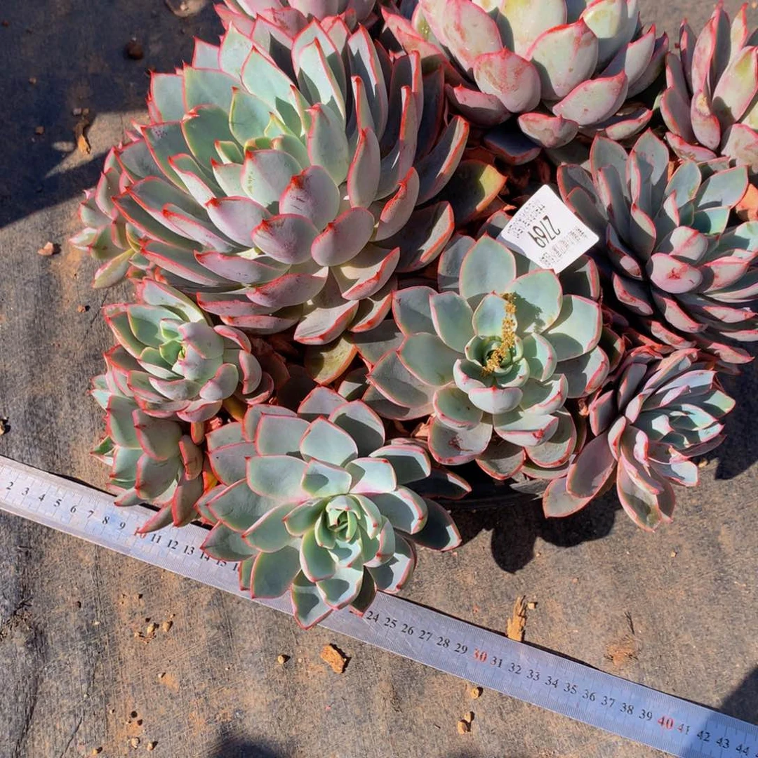 雪***鸭2769赫拉多肉