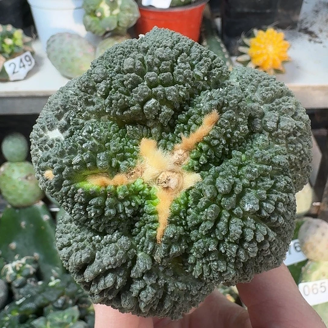 无花朵大尤哥斯拉牡丹068