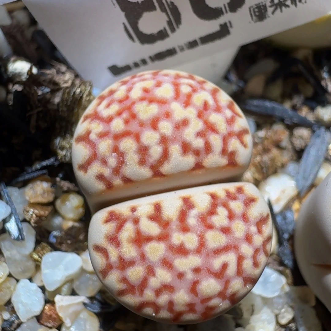 zzzz生石花肉锥888