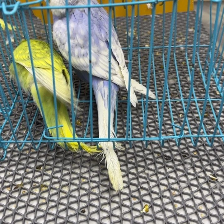 超***虎皮鹦鹉虎皮鹦鹉