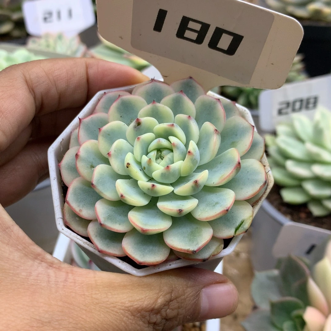 180姬莲锦锦锦锦锦锦