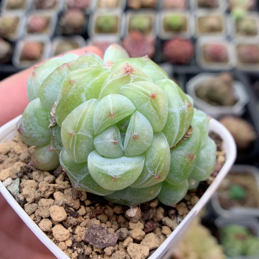 E118灯泡珍妮优选群y y y y y y