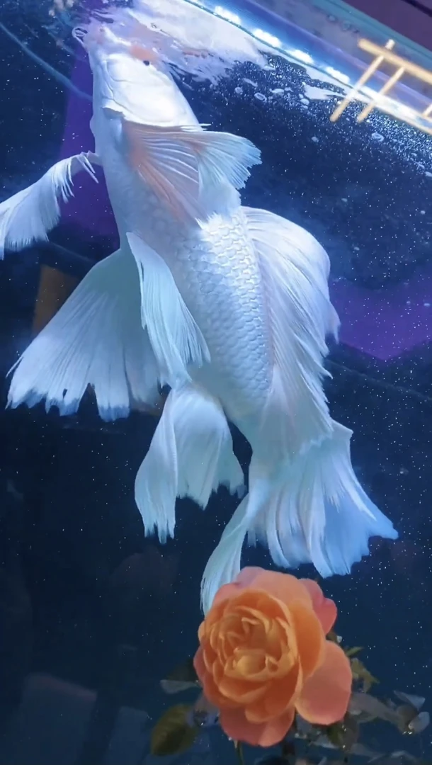 熊猫球体短体大鳍大尾台湾蝴蝶鲤冷水观赏鱼好养淡水鱼