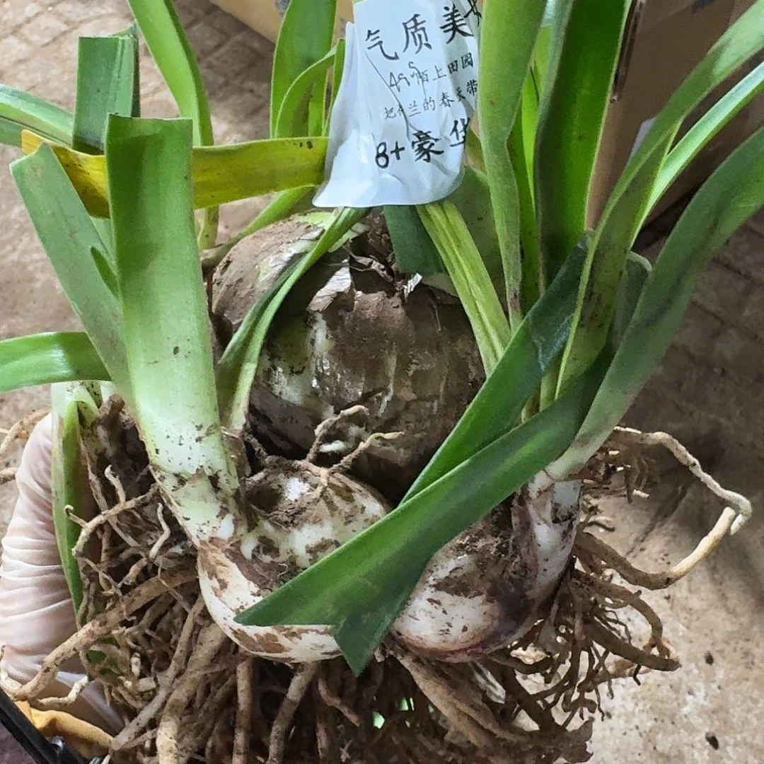 气质美女8+坨子发发发发