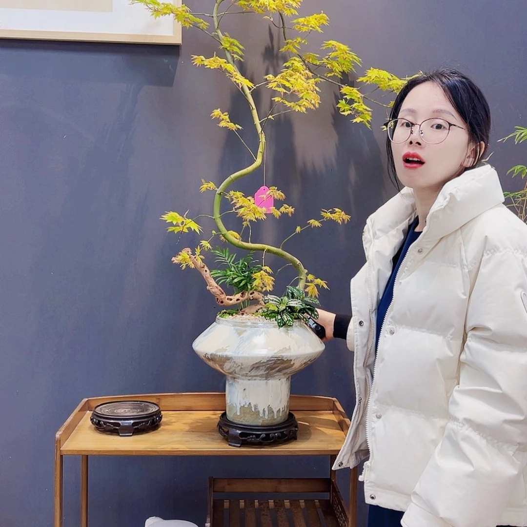 高级绿植一物一拍