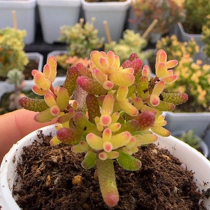 055-假飞机猪植物枝干