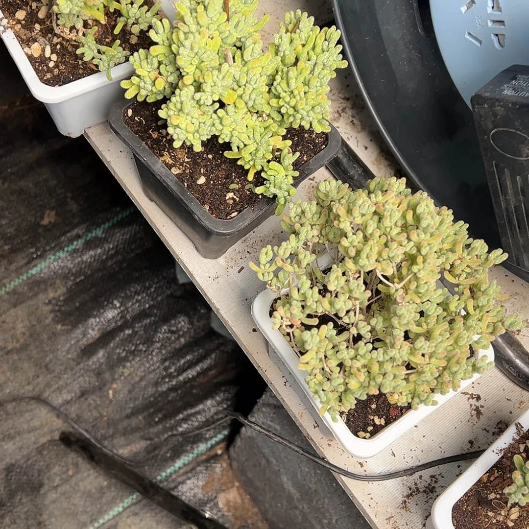 冰晶杂混合100白方