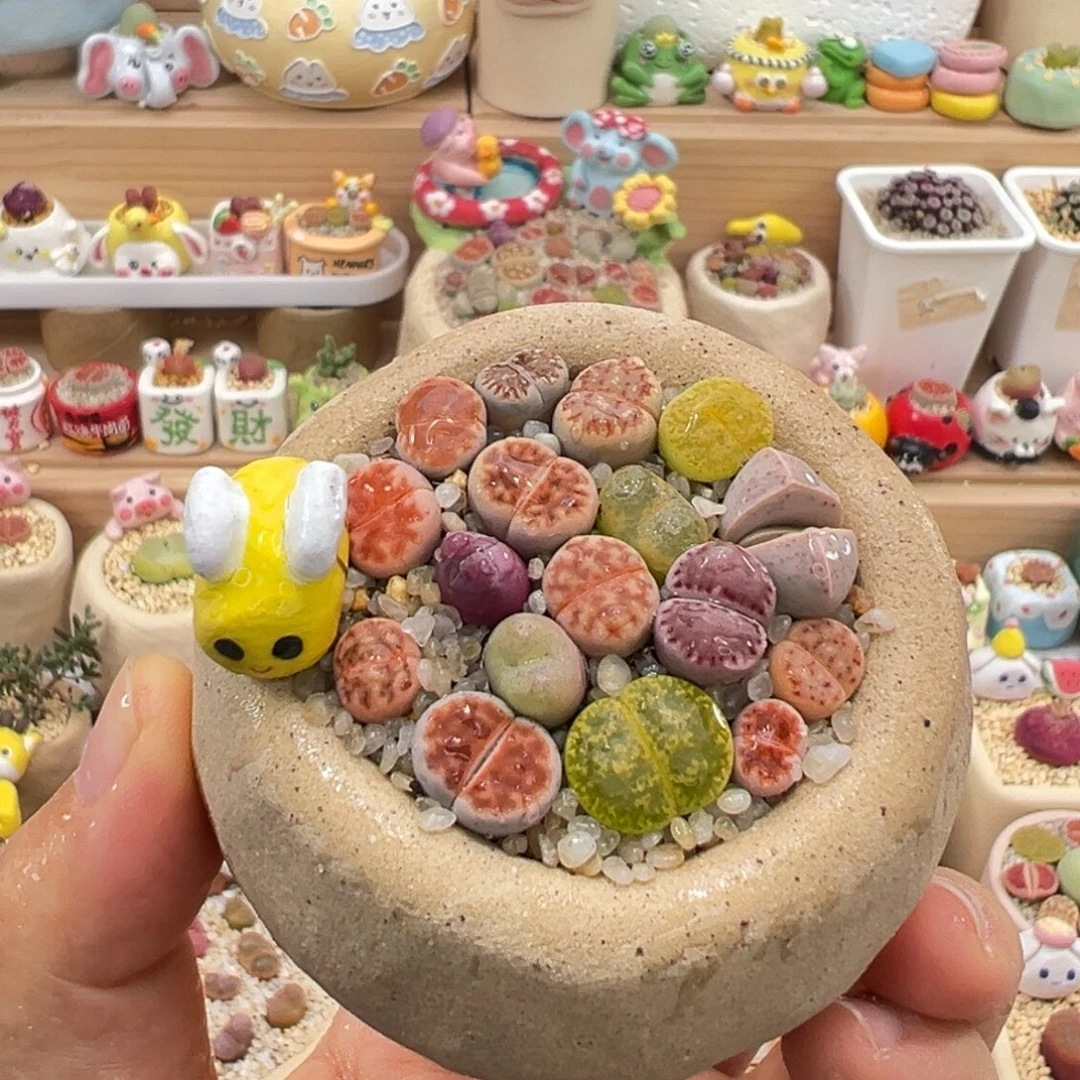 多肉植物53号彩色