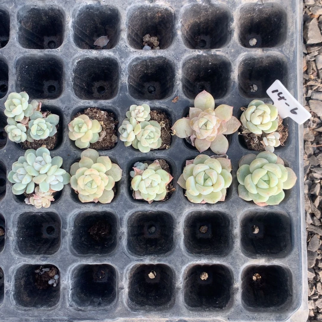 14-6号优选溏心一组包邮