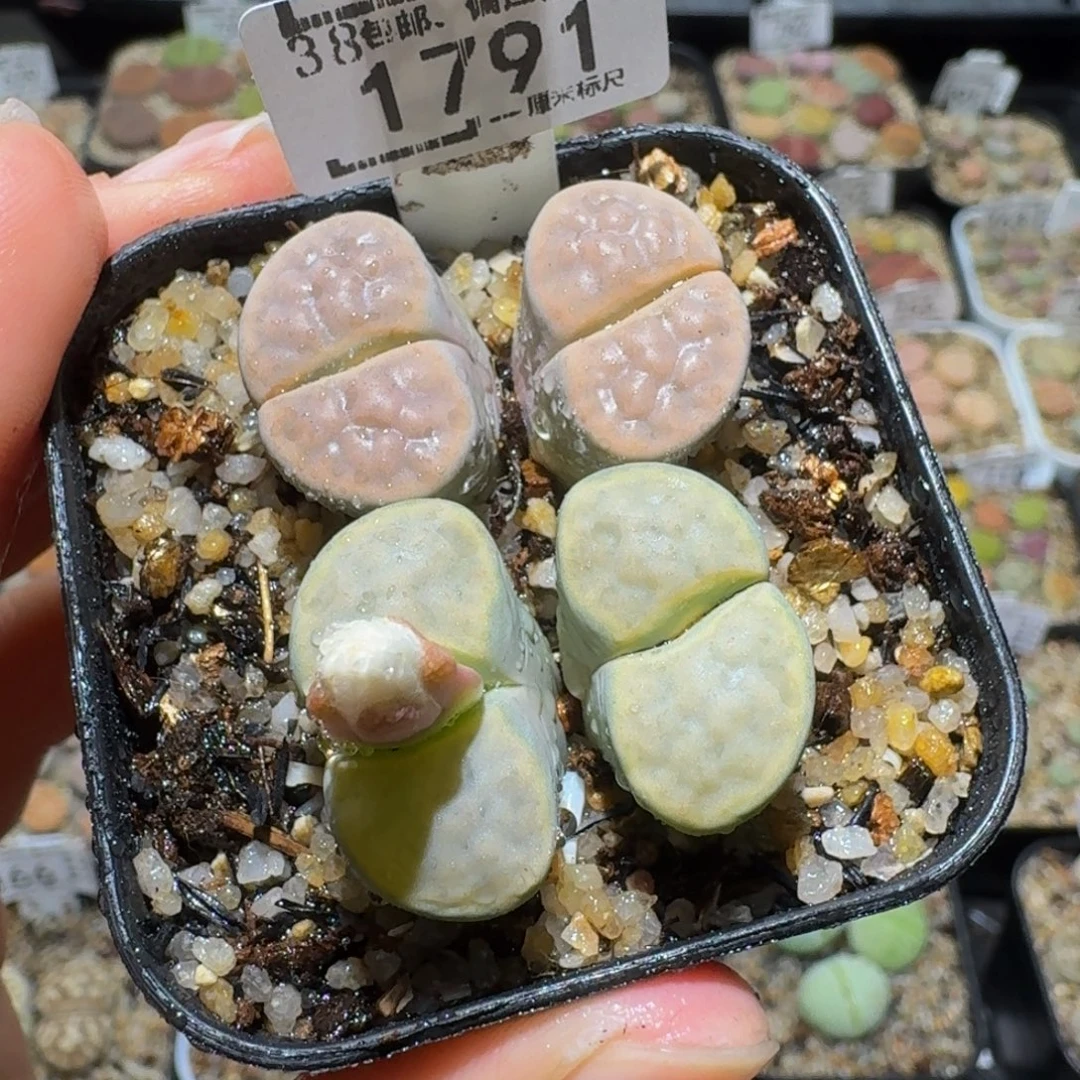 板娘私藏好屁屁1791