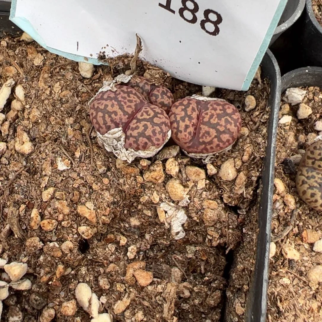 1-188肉锥多肉植物