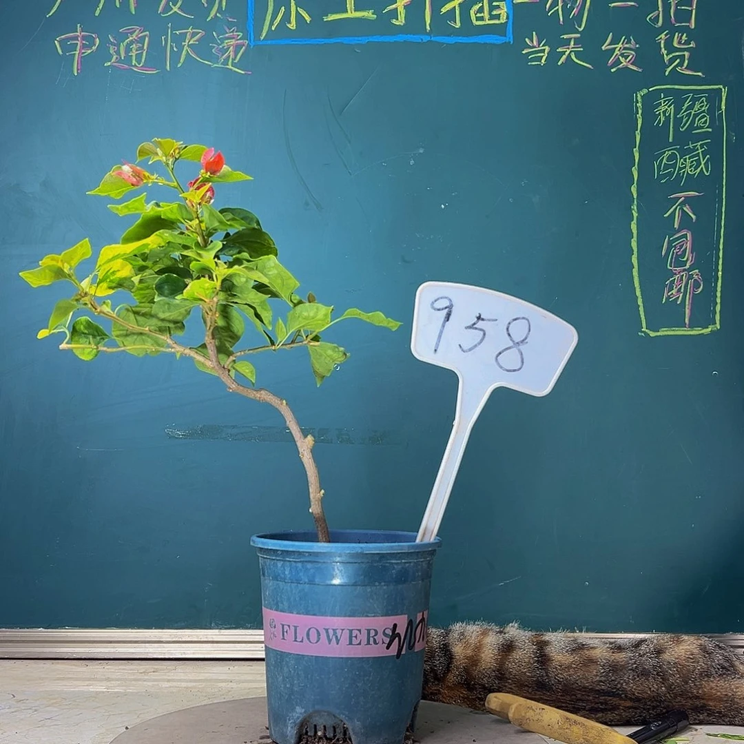 当前无花栽培后可以开花  福利  红九月 造型杆  958