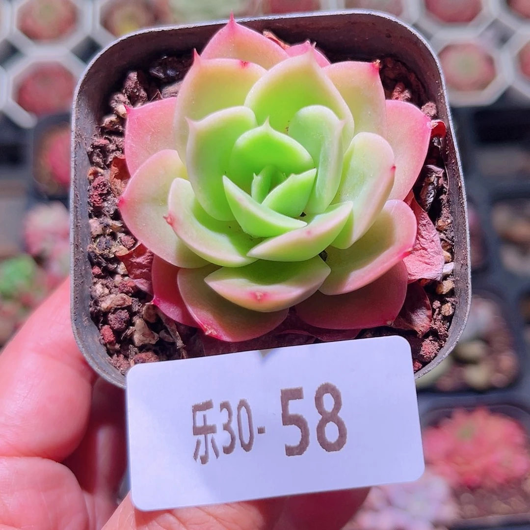 乐然30-58 柠檬酸橙