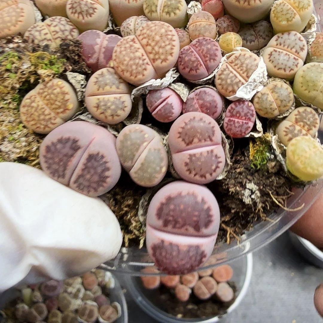 好喜欢看肖蘸唱歌跳舞087你