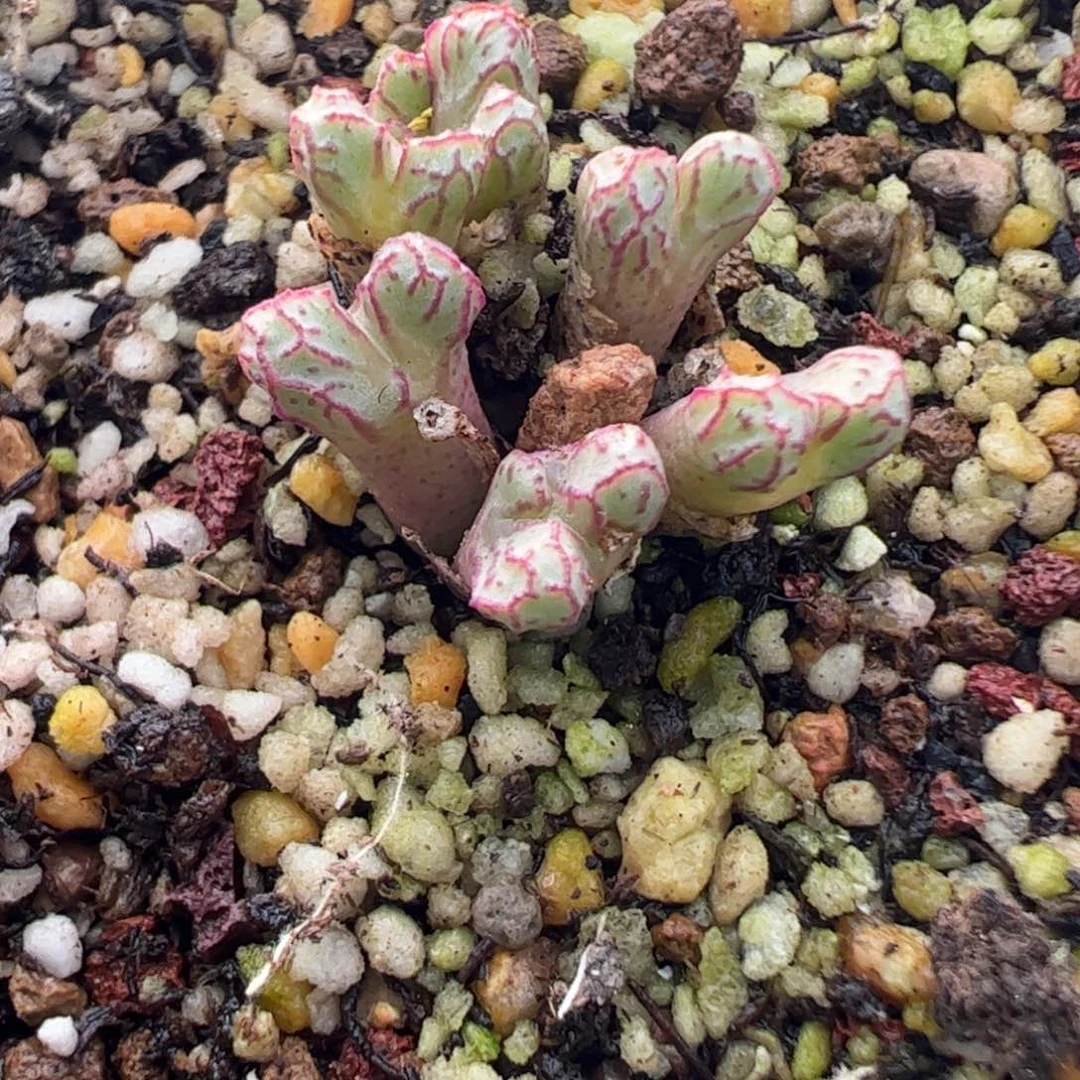 623 好看的多肉冲冲冲