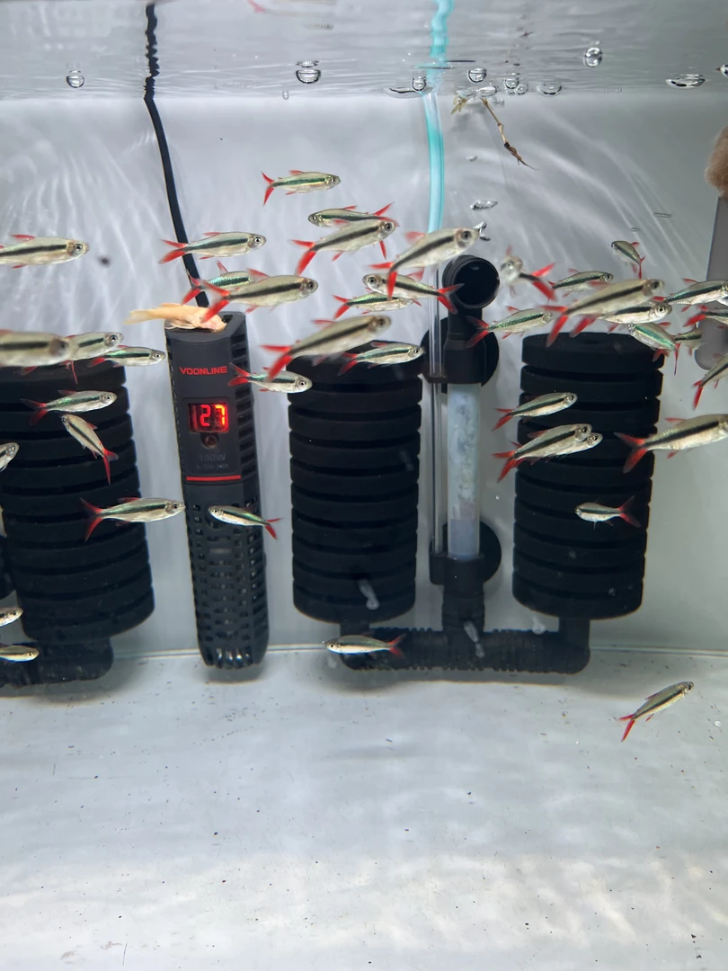 赤焰绿翡翠 观赏鱼活体热带小型淡水好养耐活