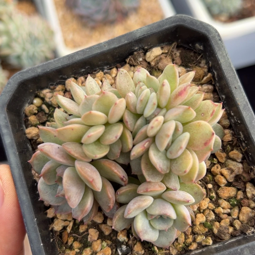 是****呀新年快乐 新年快乐 新年快乐