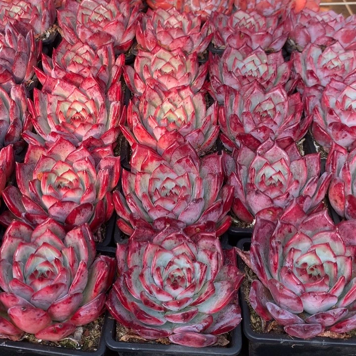 红拉糖多肉植物两单包邮