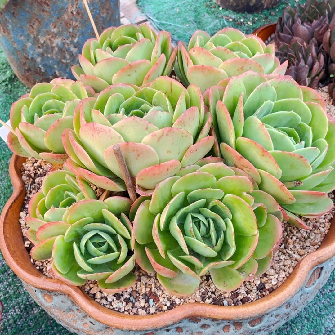 桃花坞大包子群生