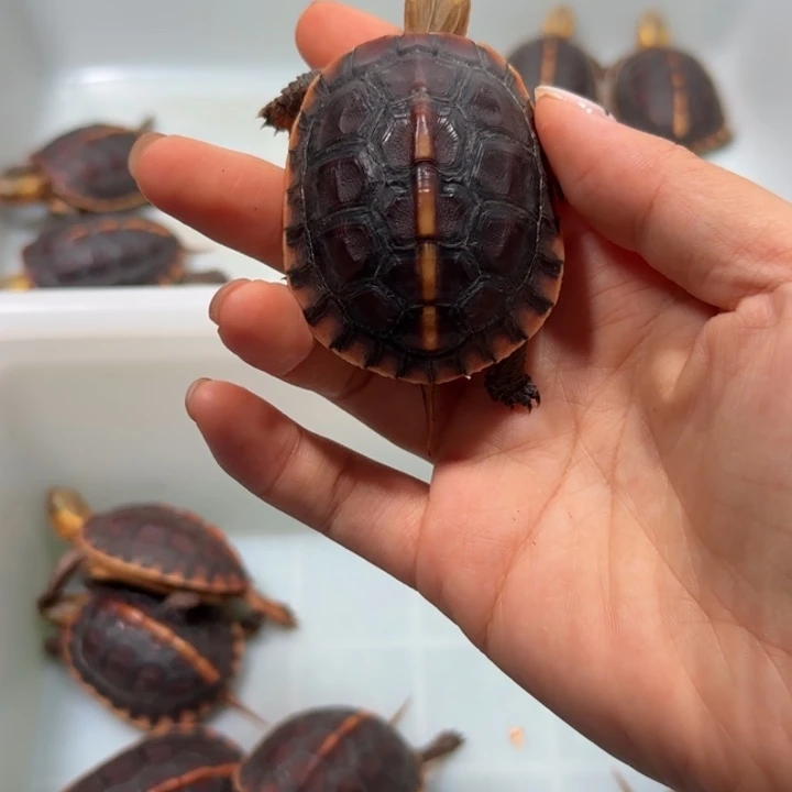 J***b宠物龟公母搭配安缘