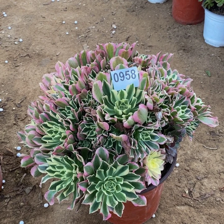 958白凤大手捧不太圆