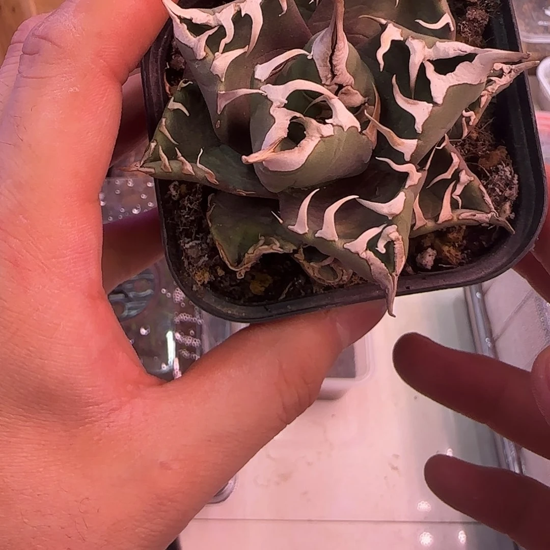 魔丸111111111111111