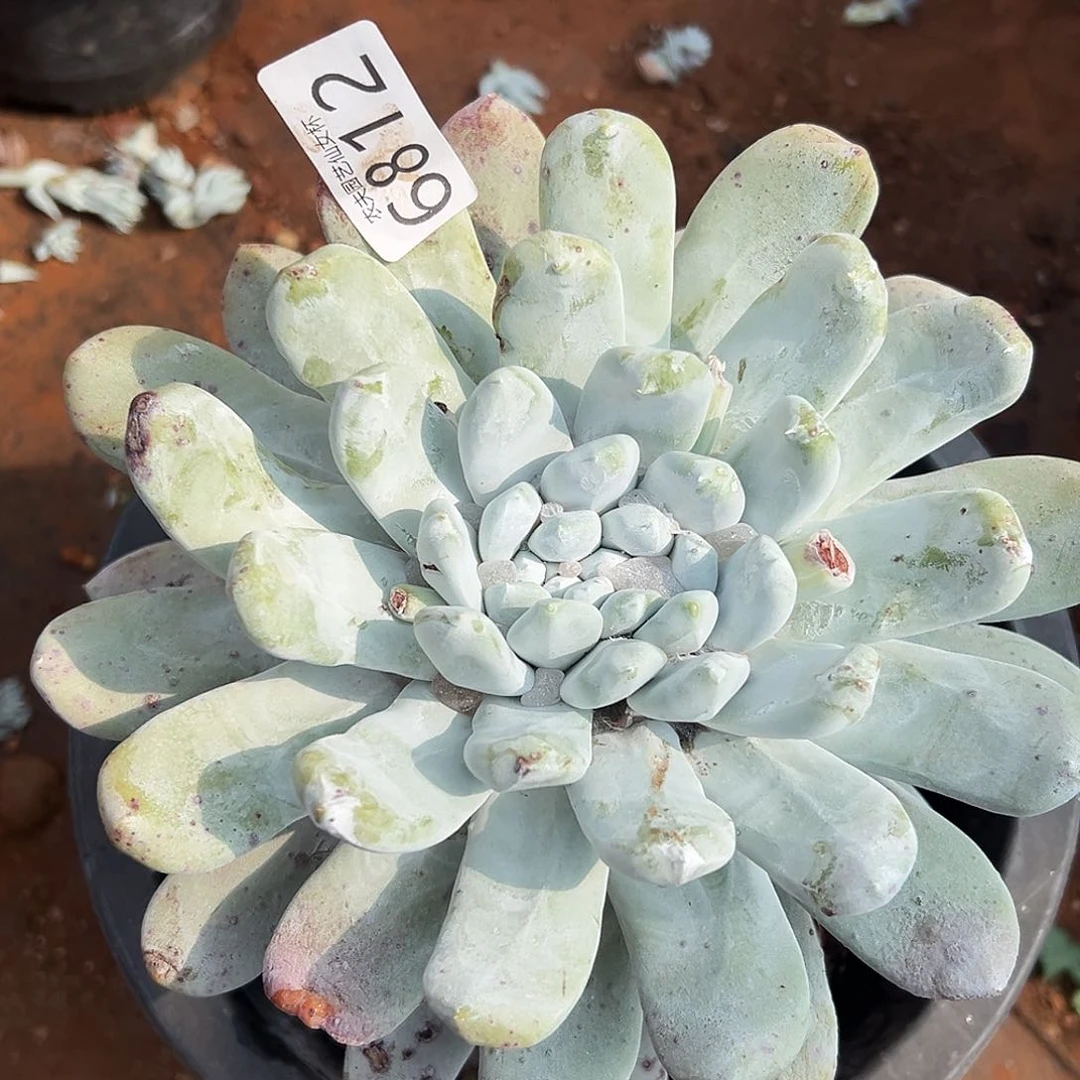 薄叶拇指帕奇飞徒仙女杯多肉。