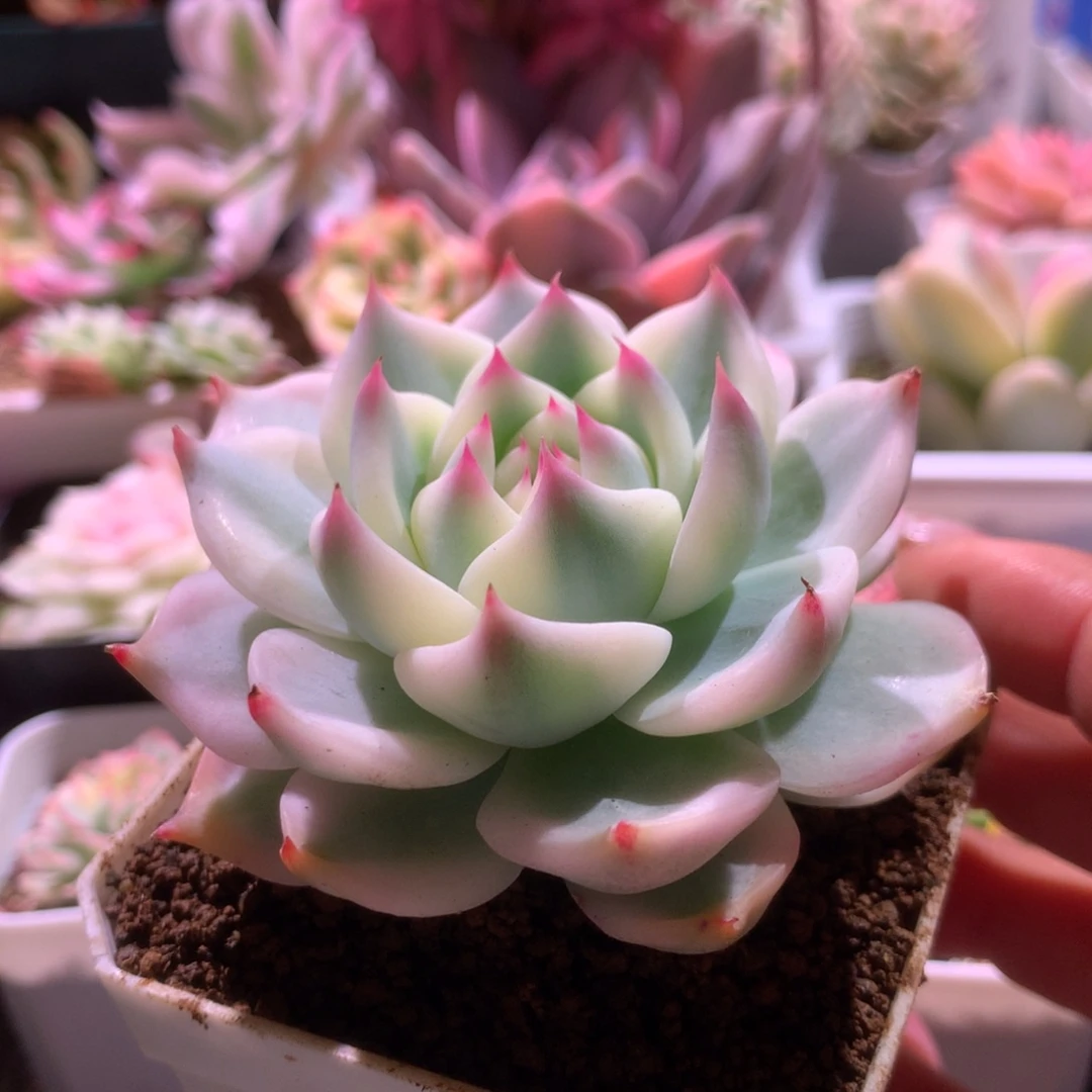 鑫***G圆叶吉娃娃宽覆轮锦有根