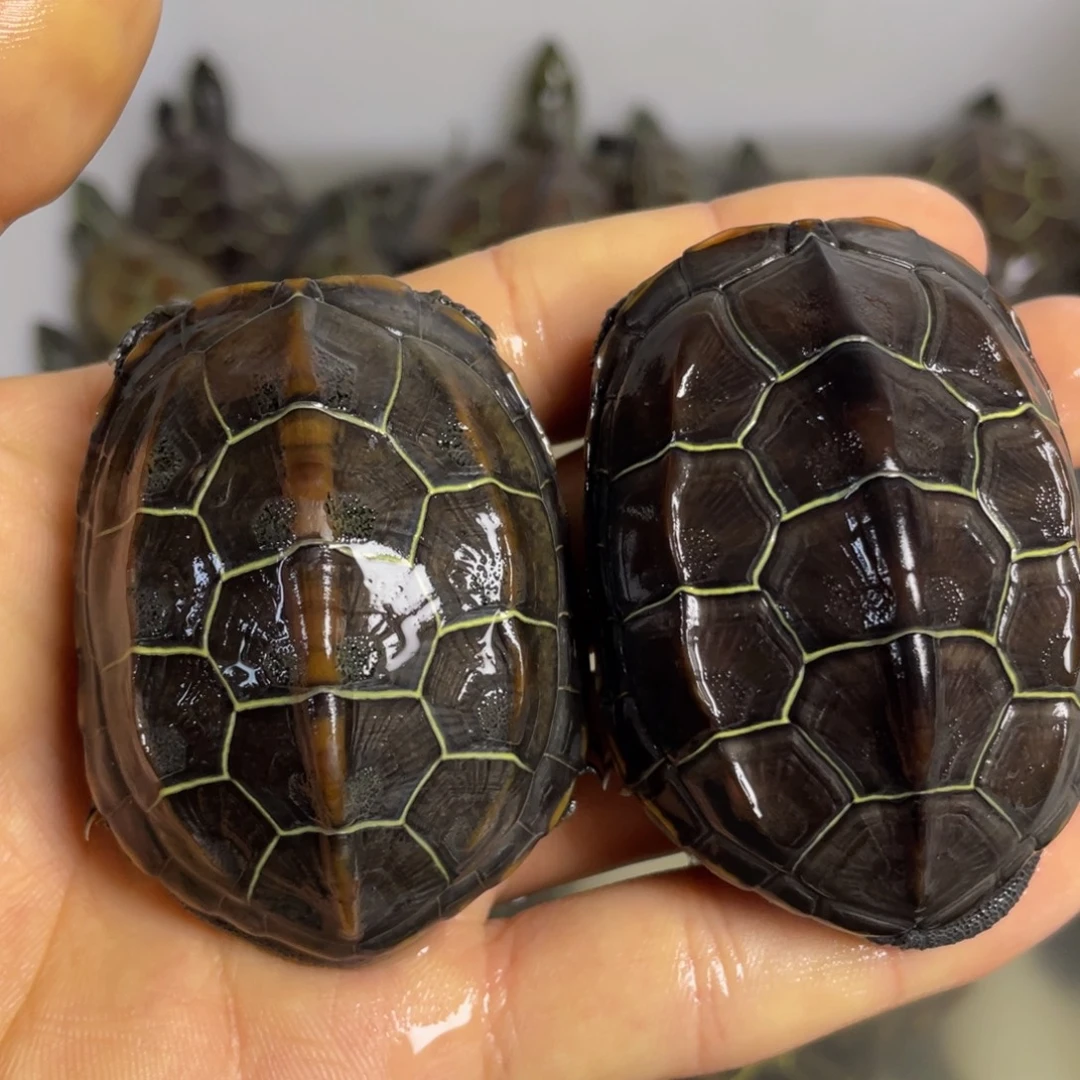 苏北金线冷水草龟