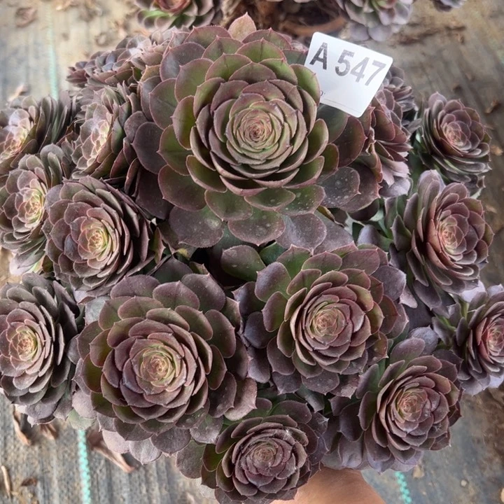 遗**经万圣节多肉植物547