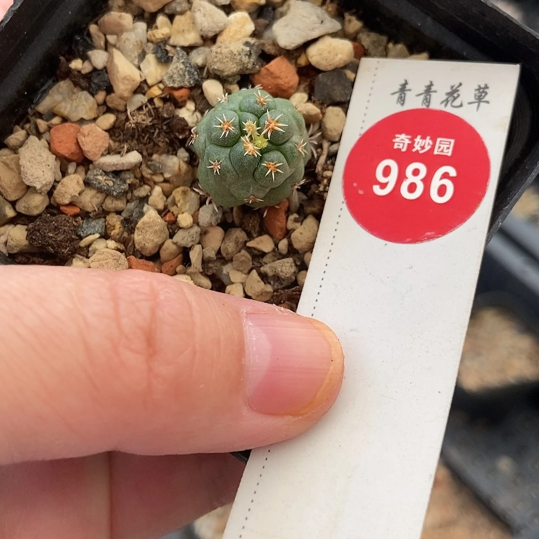 象牙一颗仙人球66800