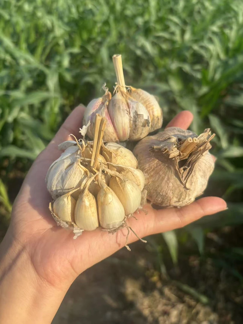 苏北农家25年新鲜露天白皮大蒜干蒜