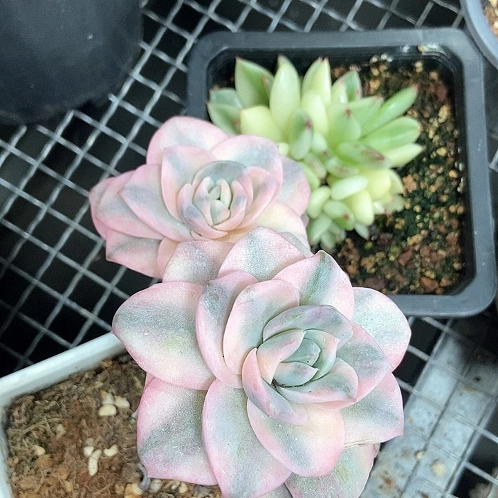 可爱玫瑰彩锦双头多肉