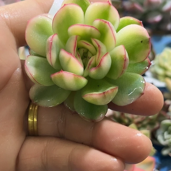 269草莓冰锦炸多肉植物哇啦塞