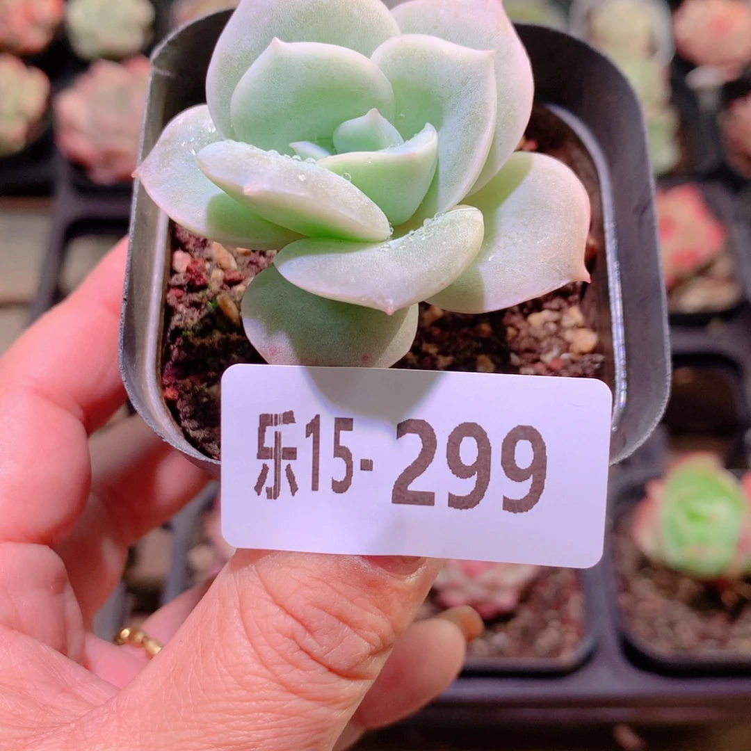 乐然15-299 可爱玫瑰