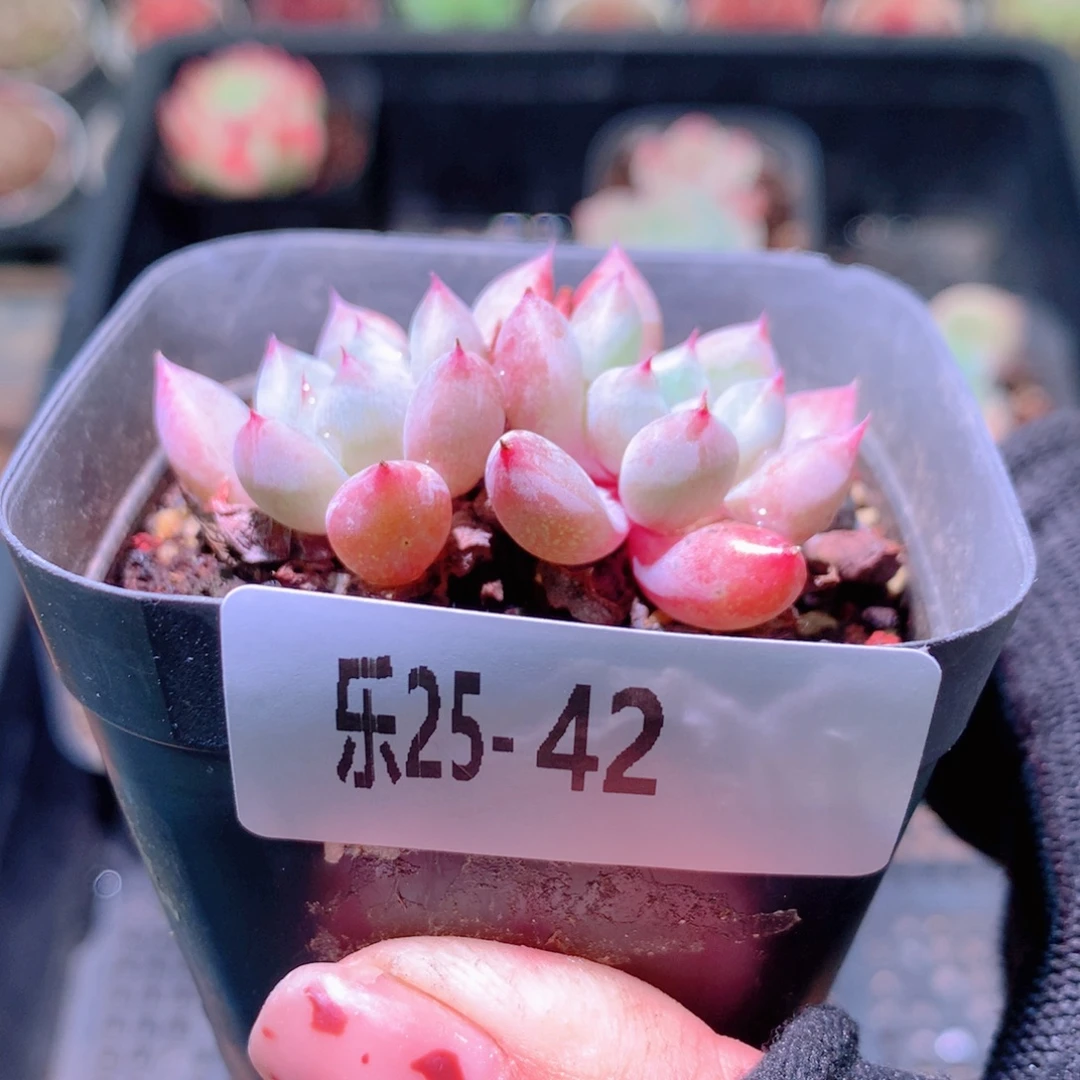乐然25-42 橘子冰