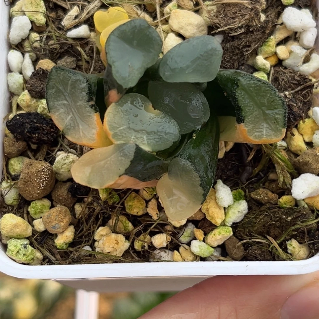 22欧大宝万象锦福利专场