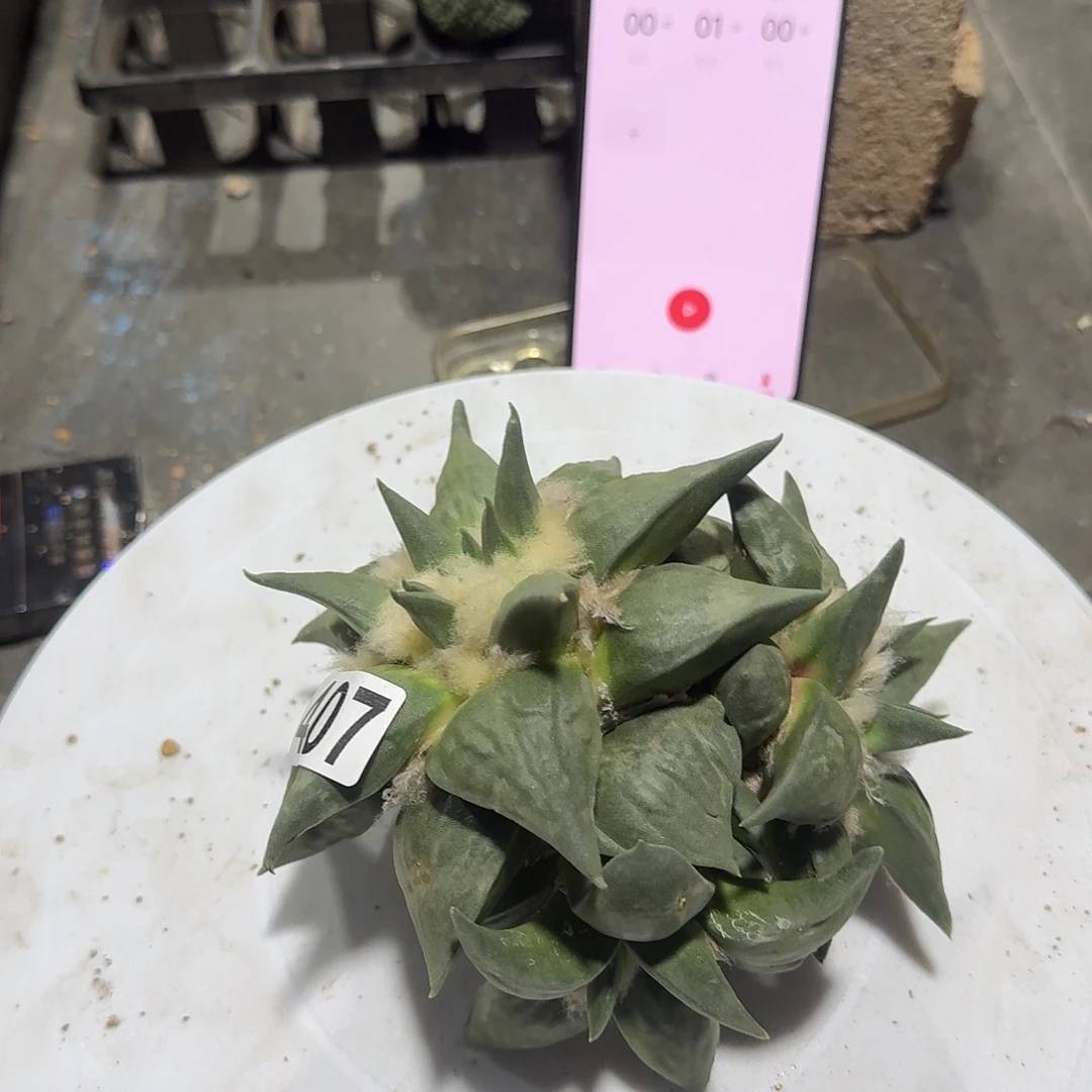 低***2407号福利仙人球无根