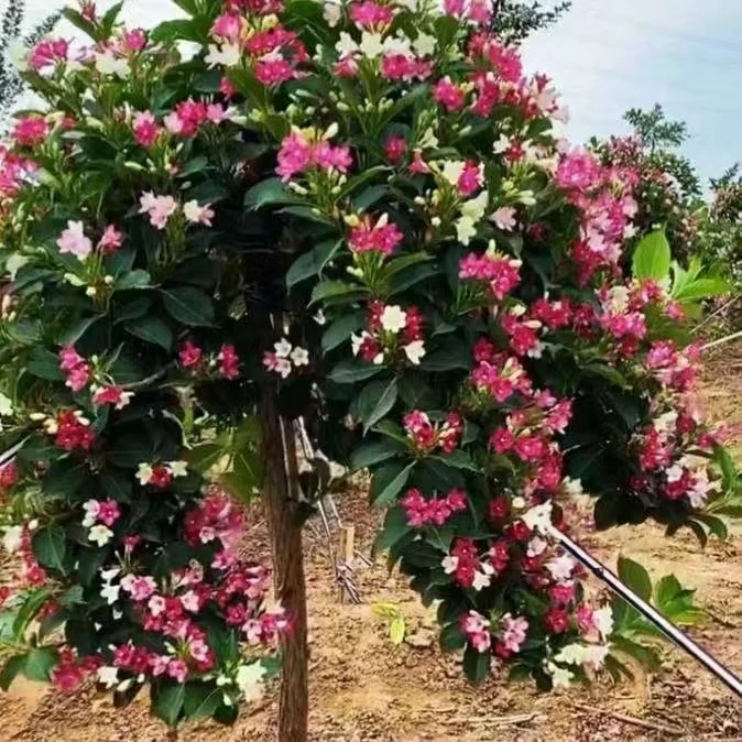 五彩锦带花树苗庭院别墅观赏植物红王子树状四锦带花