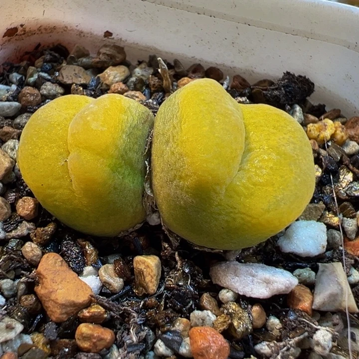 982多肉植物种类多样