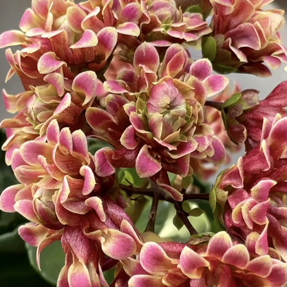 仲夏夜之梦110盆重瓣宫灯长寿花处理苗不售后