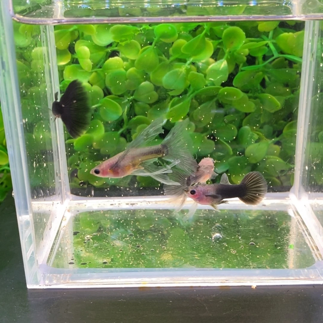 孔雀鱼炭黑礼服玻璃c两对