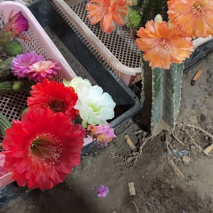 用***8袖蒲侧芽2公分。高22公分