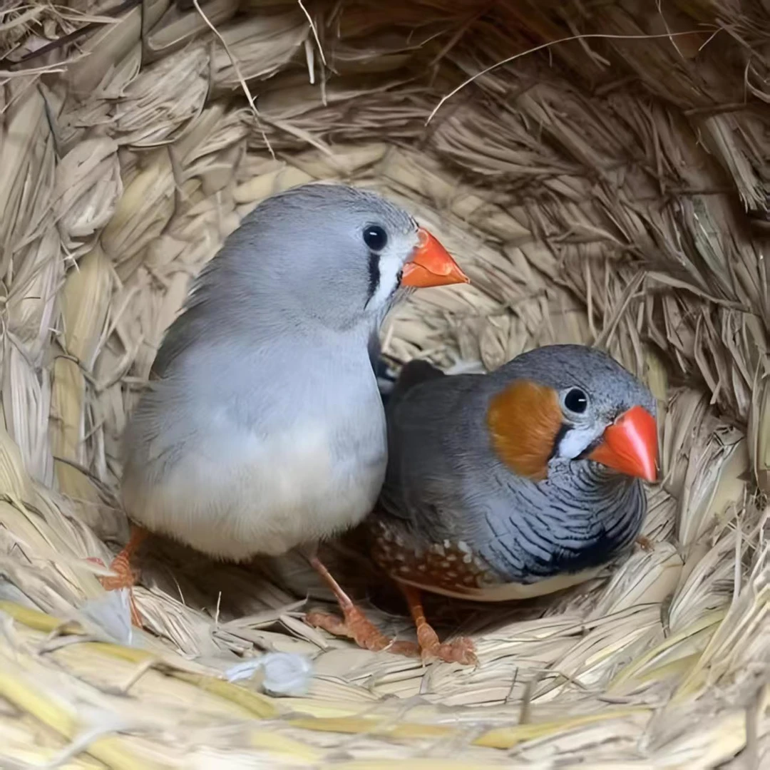 灰色珍珠鸟活体珍珠鸟斑胸草雀活体宠物鸟