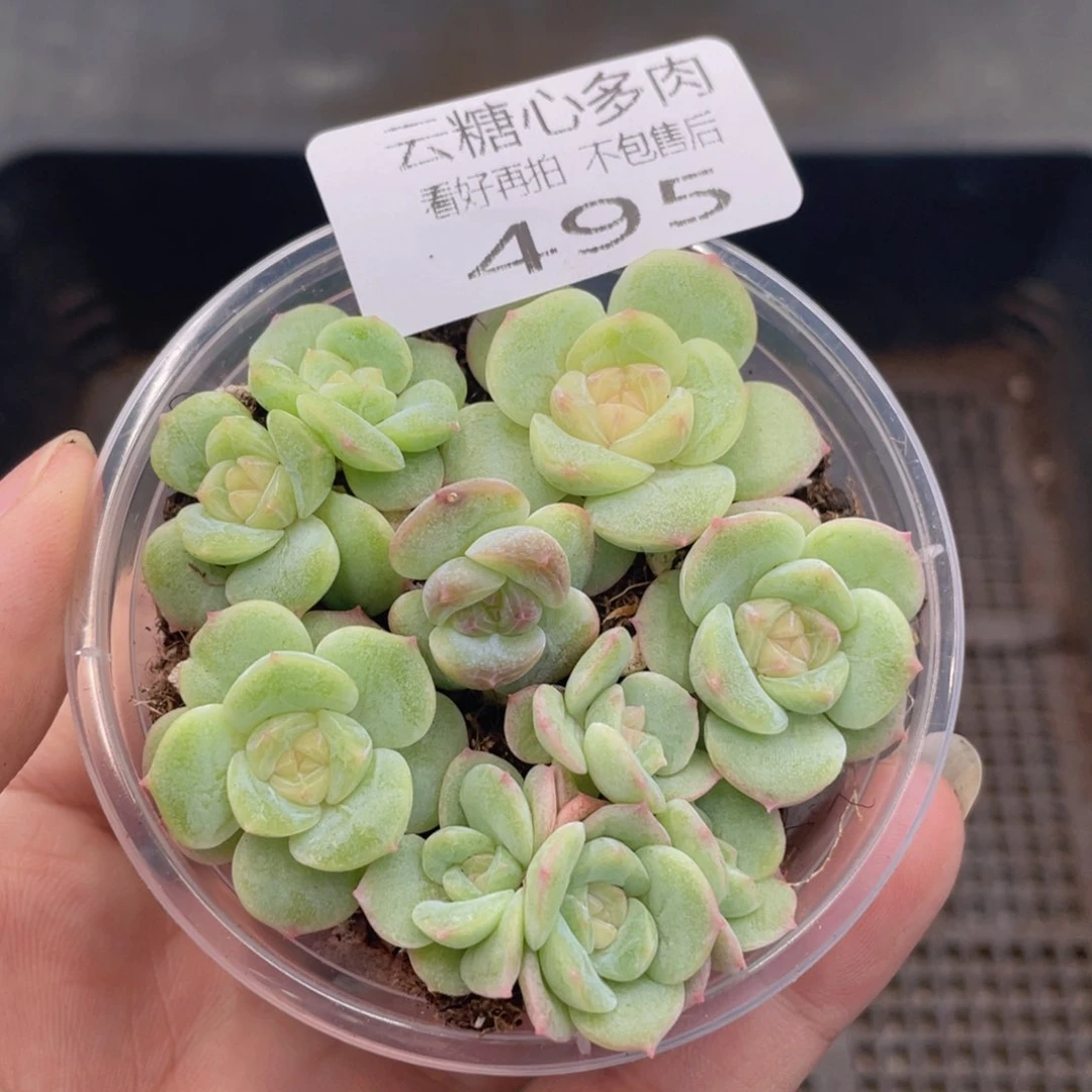 云糖心多肉植物495