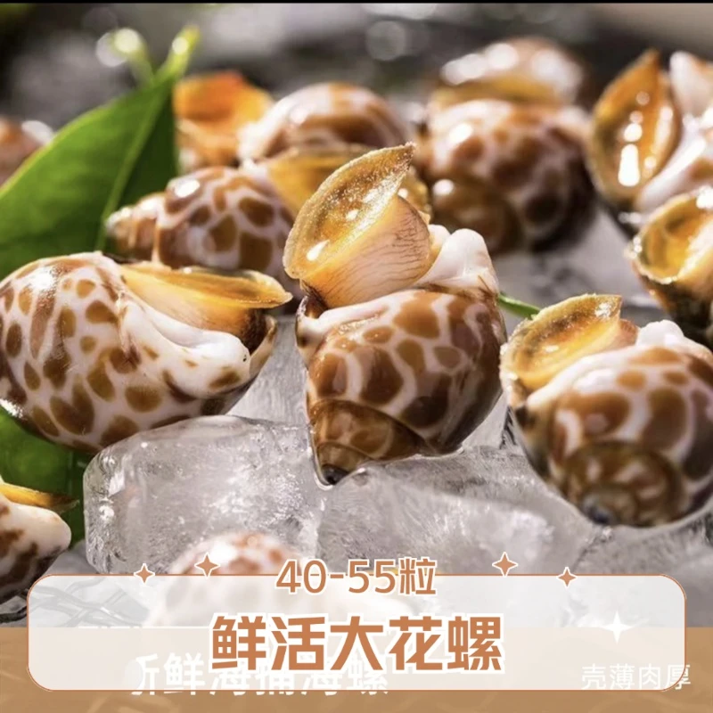 鲜活特大花螺（40—55粒/斤）新鲜海鲜【福建保活】【省外保鲜不包活】